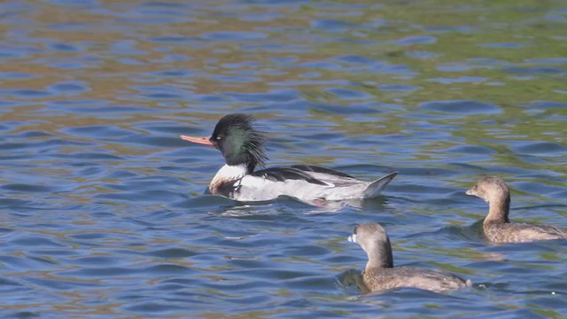 Red-breasted Merganser - ML316558091