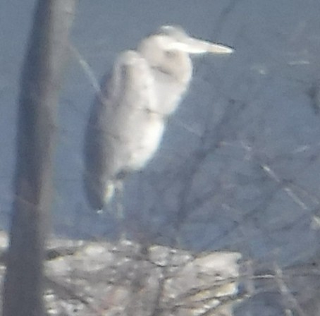 Great Blue Heron - ML316558901