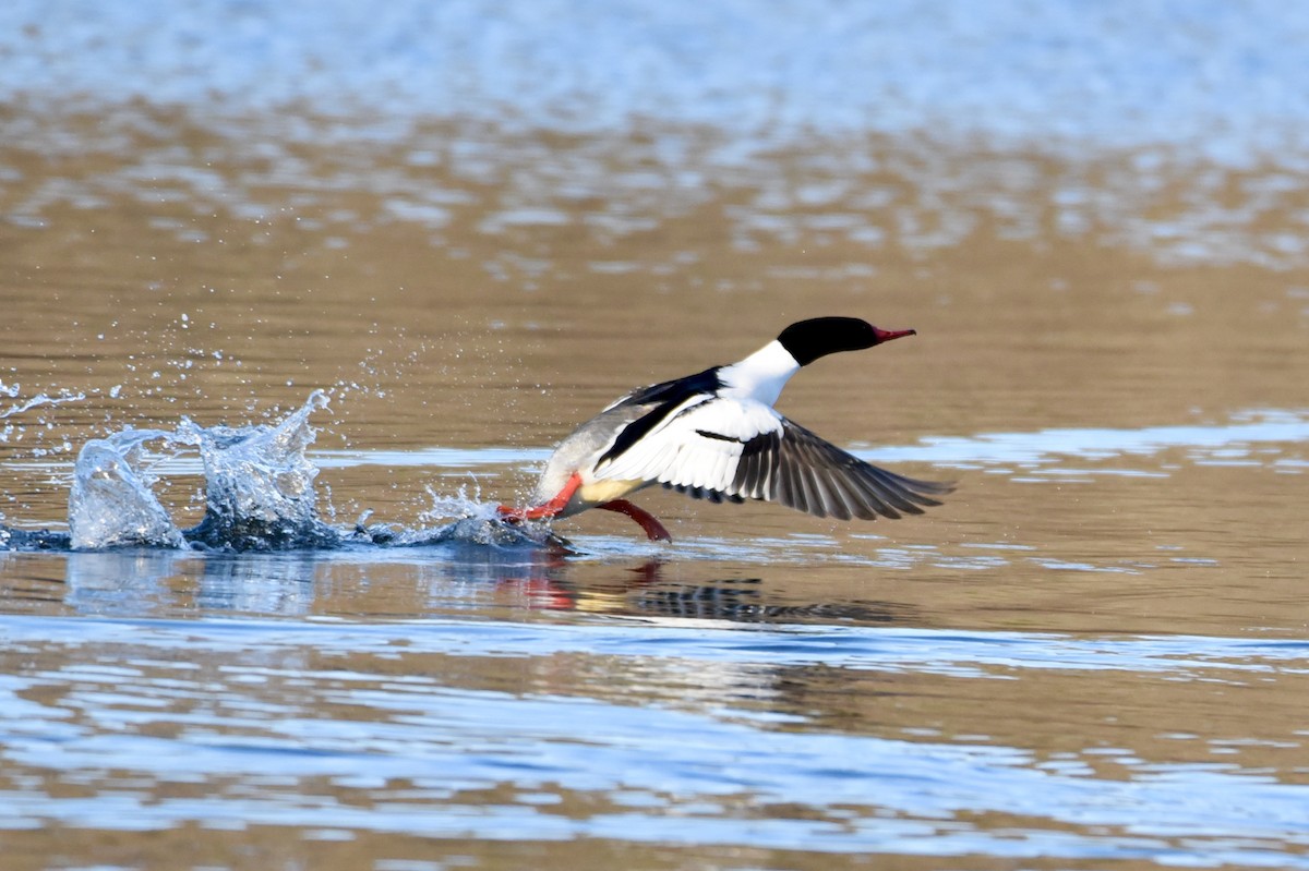 morčák velký (ssp. americanus) - ML316559551