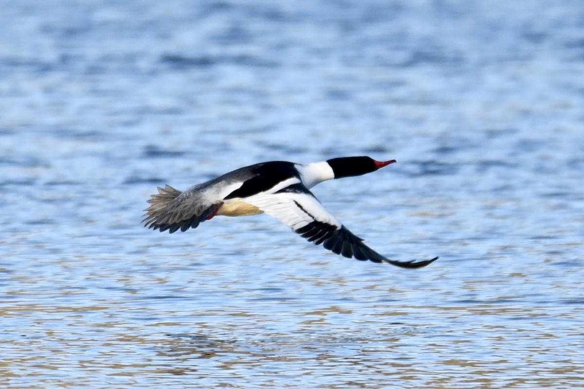 morčák velký (ssp. americanus) - ML316559651