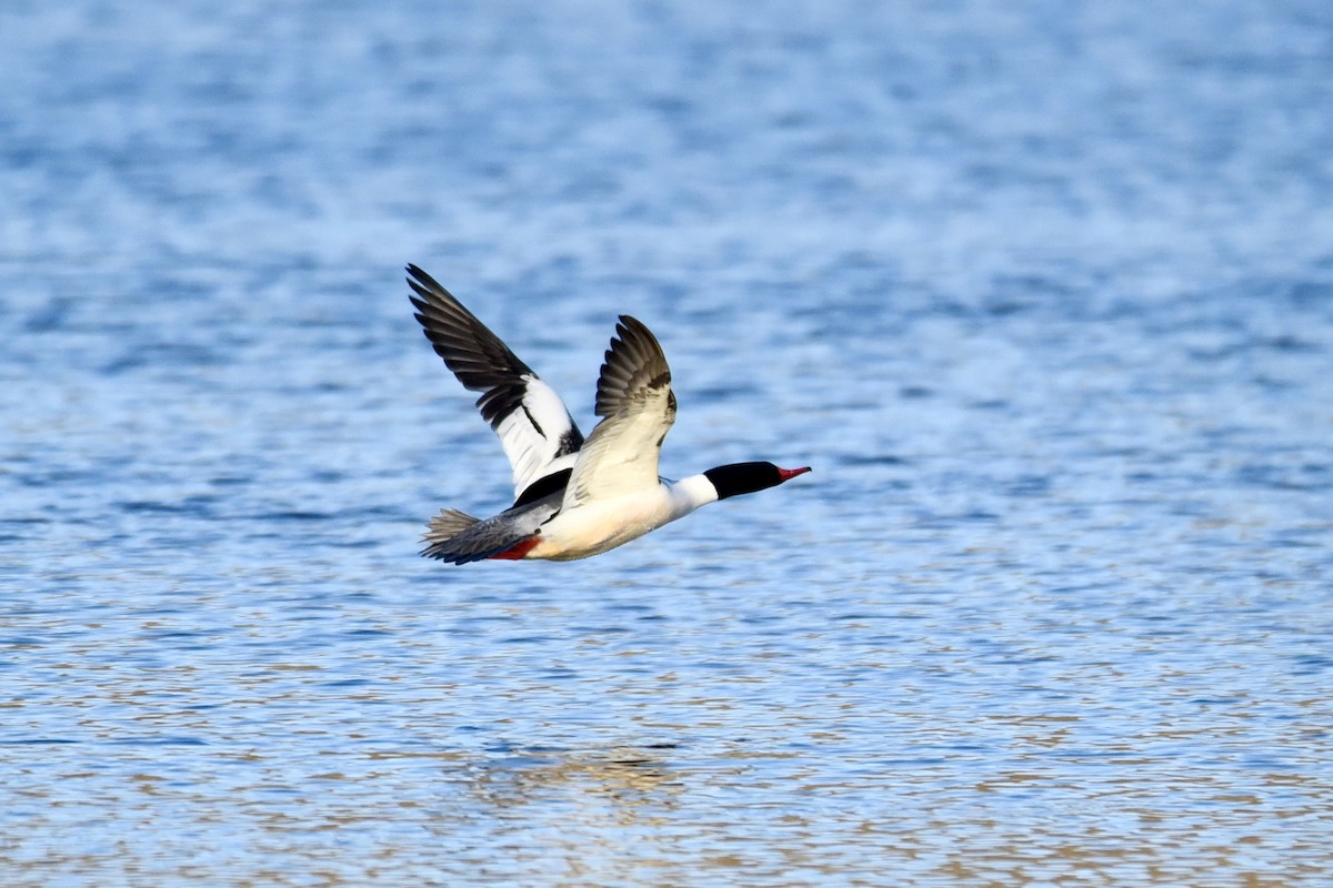 morčák velký (ssp. americanus) - ML316559781