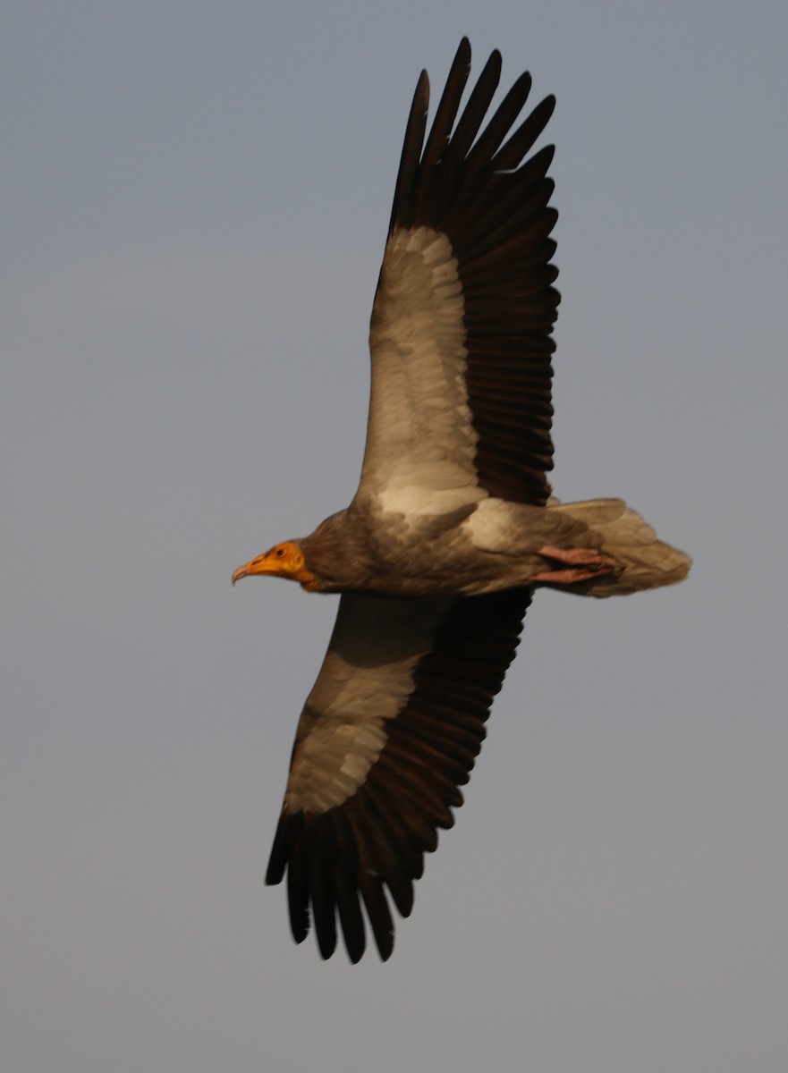 Egyptian Vulture - ML316561241