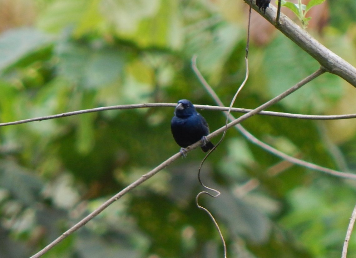 Blue-black Grassquit - C. Sledge