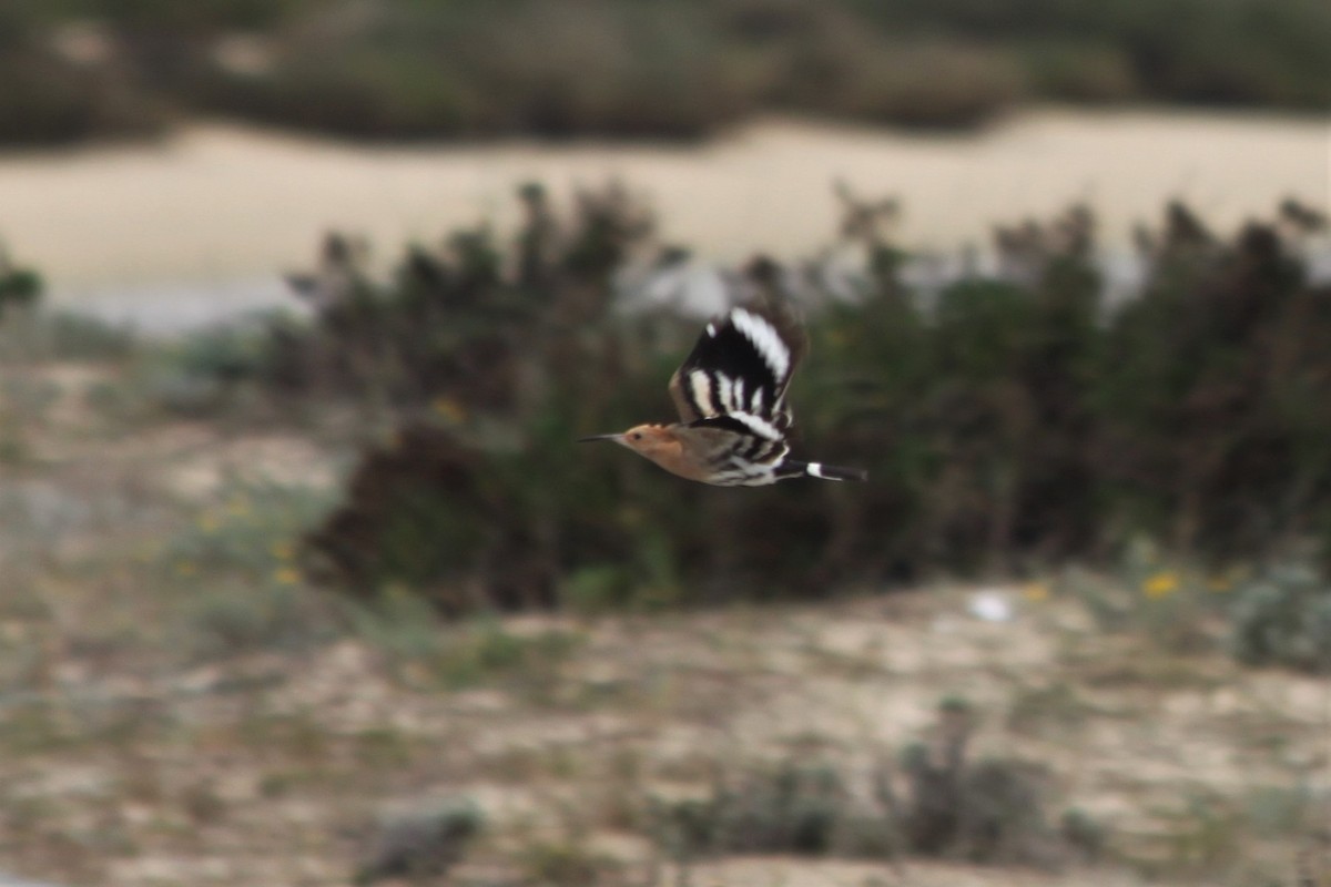 Eurasian Hoopoe (Eurasian) - ML316563351