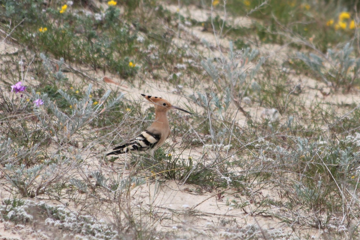 Eurasian Hoopoe (Eurasian) - ML316563391