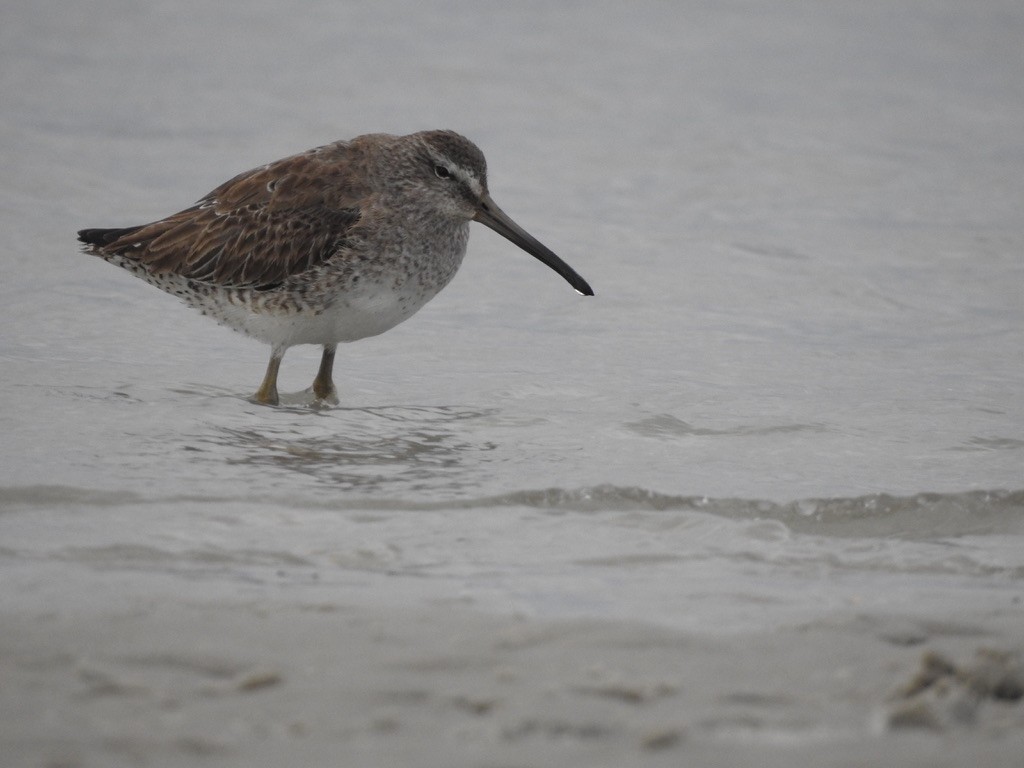 Short-billed Dowitcher - Seema Sheth