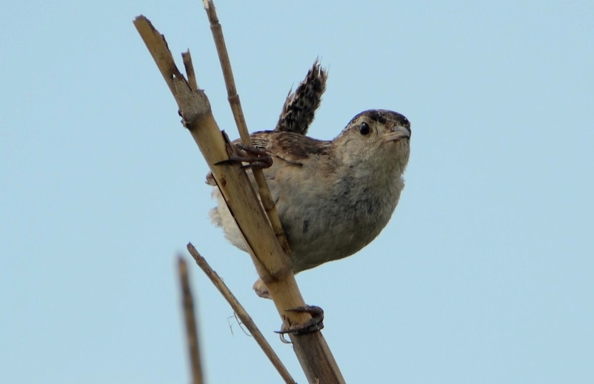 Marsh Wren - ML31656681