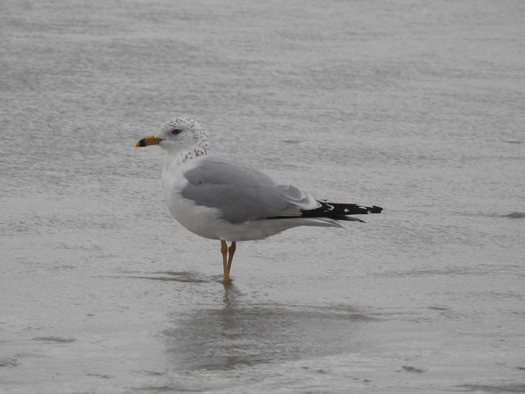 Ring-billed Gull - Seema Sheth