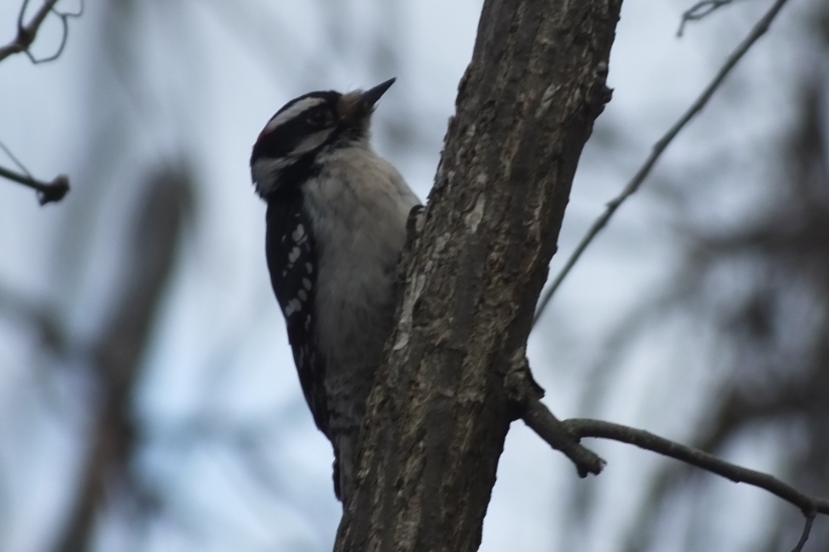 Hairy Woodpecker - ML316567061