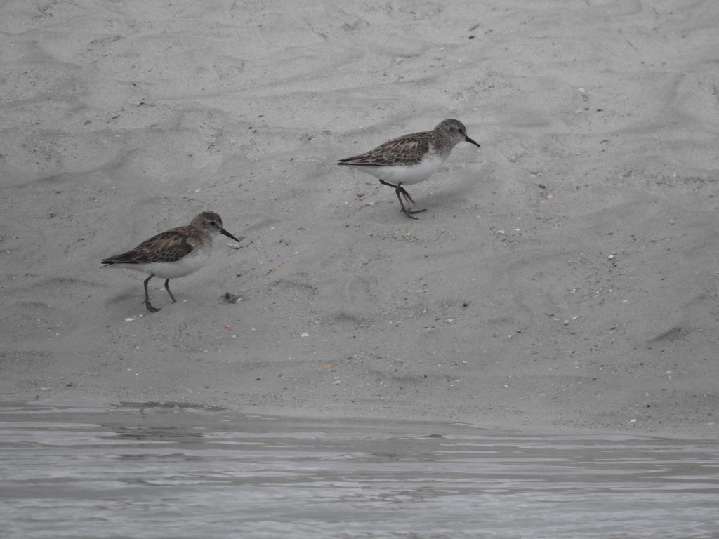 Western Sandpiper - ML316568711