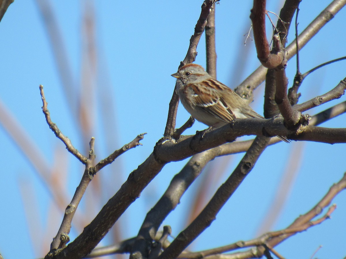 American Tree Sparrow - ML316570781