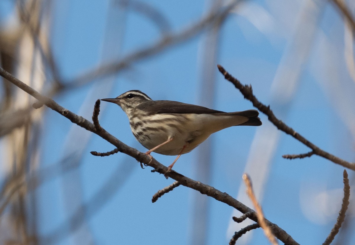 Louisiana Waterthrush - ML316573551