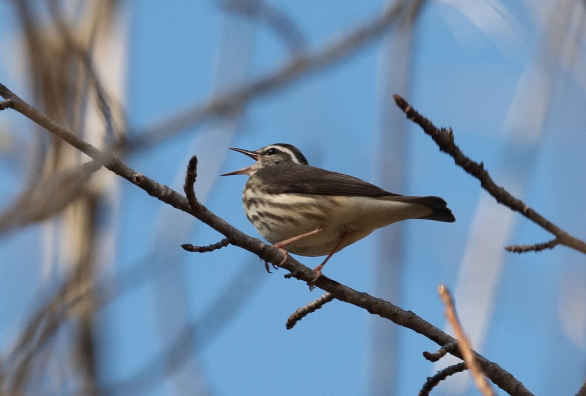 Louisiana Waterthrush - ML316573561