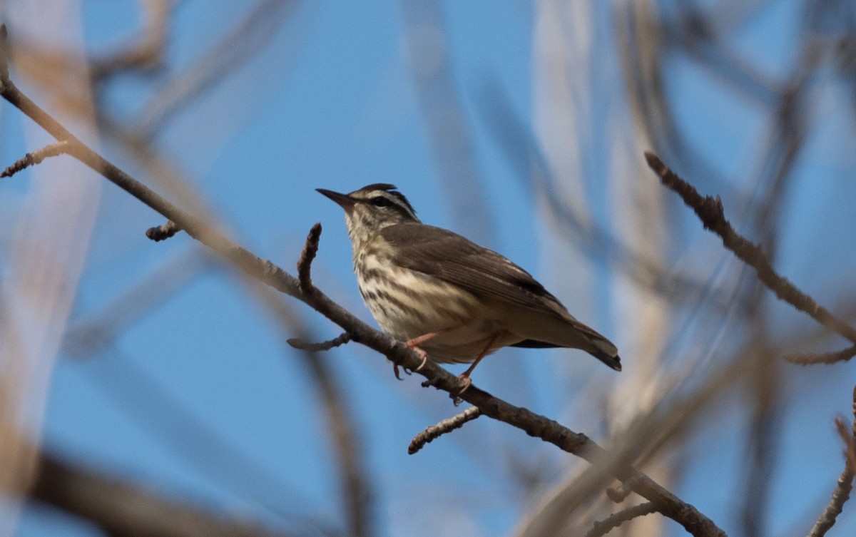Louisiana Waterthrush - ML316573571