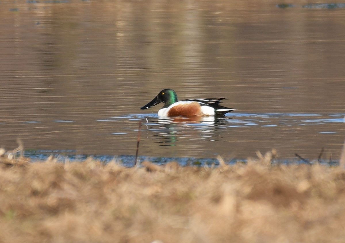 Northern Shoveler - ML316573861