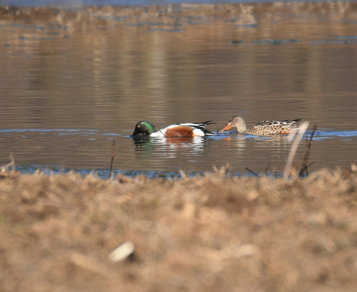 Northern Shoveler - Carol Hildebrand