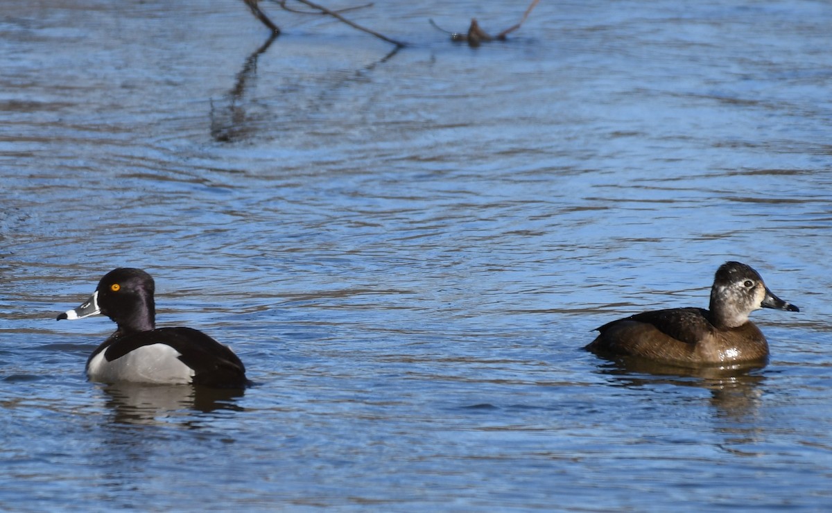 Ring-necked Duck - Carol Hildebrand