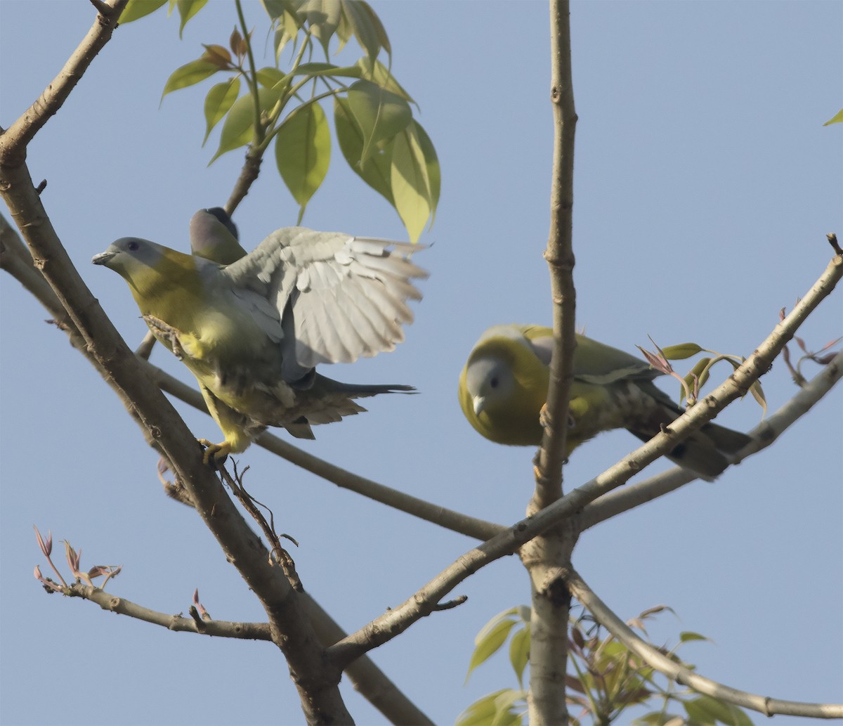 Yellow-footed Green-Pigeon - Gary Rosenberg