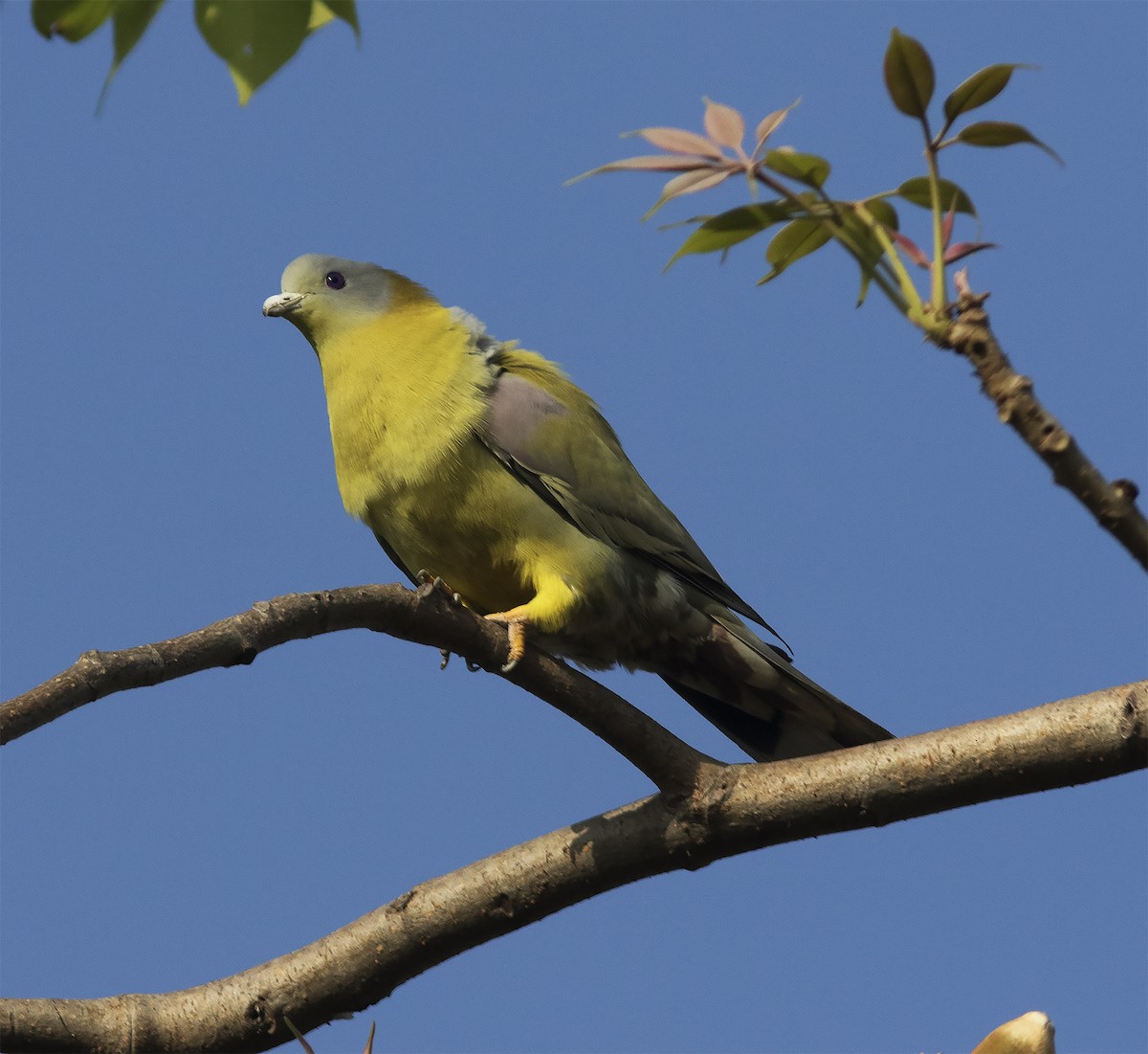 Yellow-footed Green-Pigeon - Gary Rosenberg