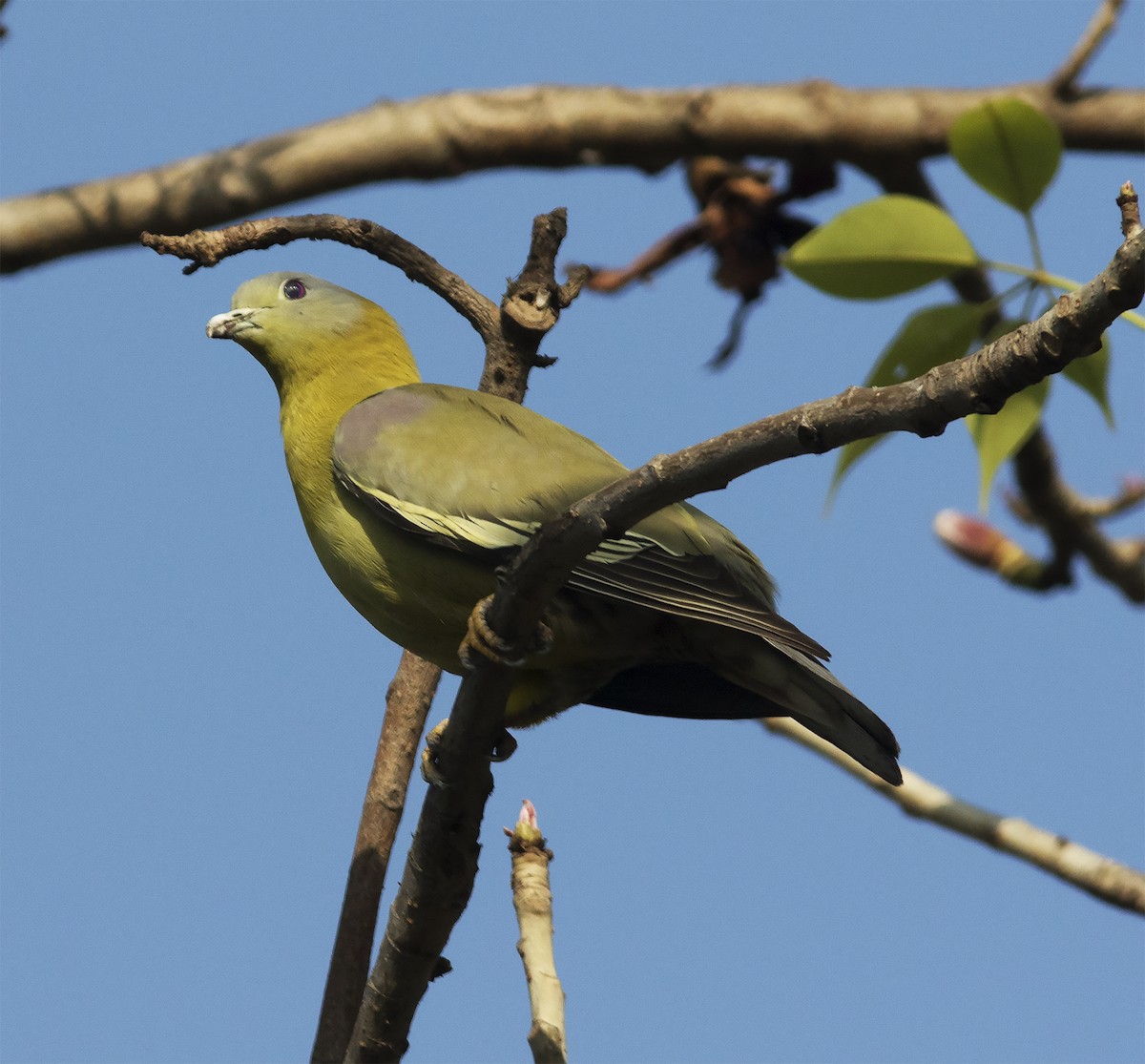 Yellow-footed Green-Pigeon - Gary Rosenberg
