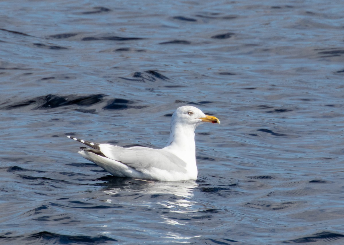 Gaviota Argéntea - ML316575821