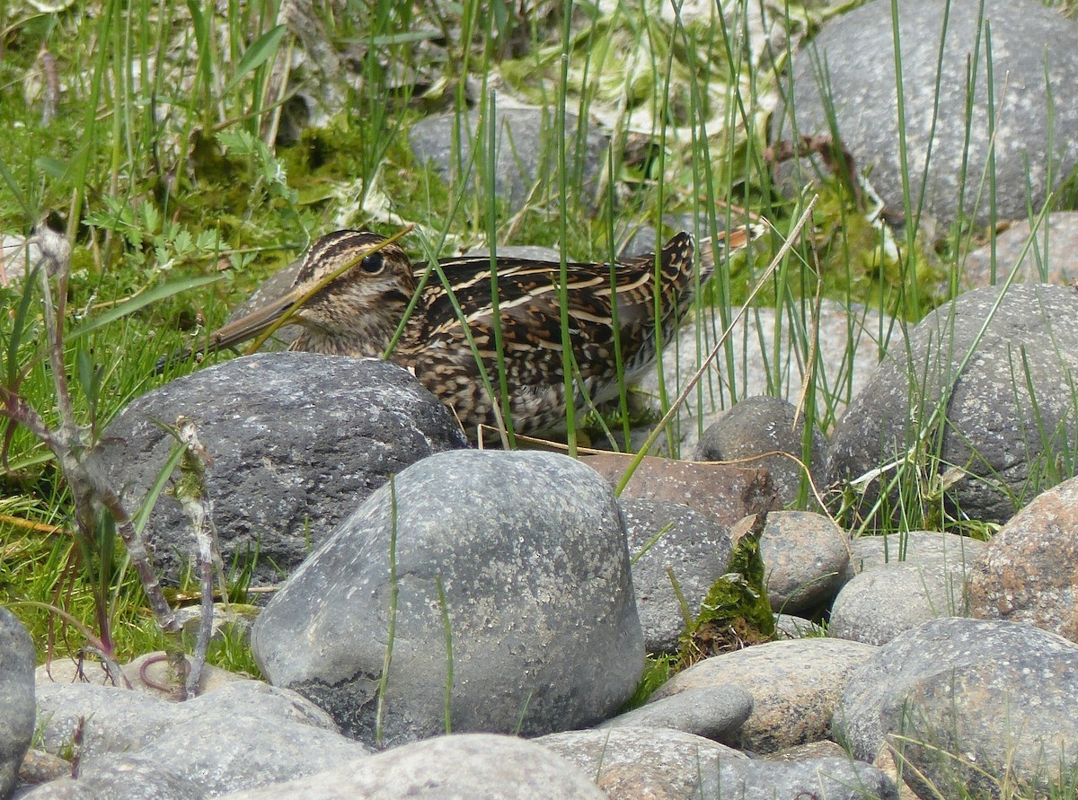 Magellanic Snipe - joaquin vial