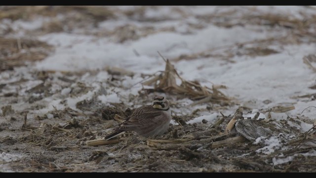 Horned Lark - ML316576611