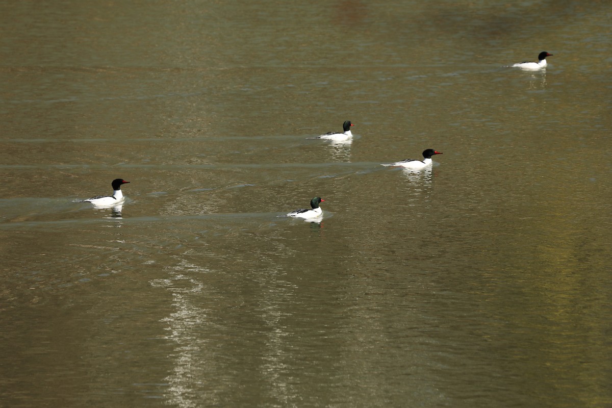 Common Merganser - ML316578081