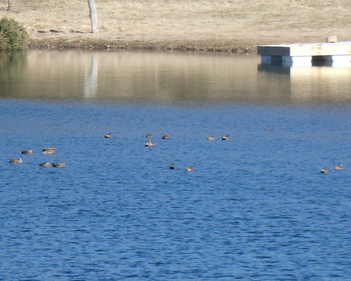 Gadwall - ML316581201