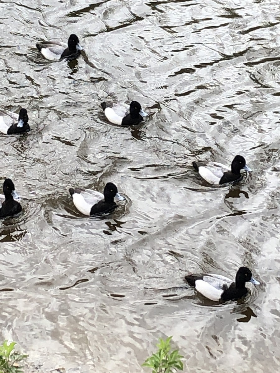 Lesser Scaup - Louise Haney