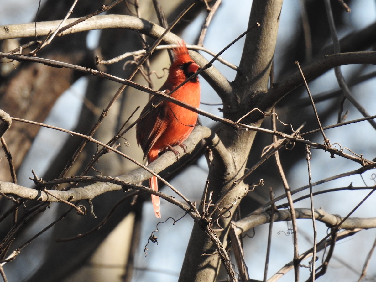 Cardinal rouge - ML316582591