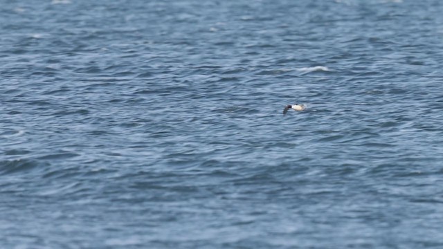 Крех великий - ML316582651