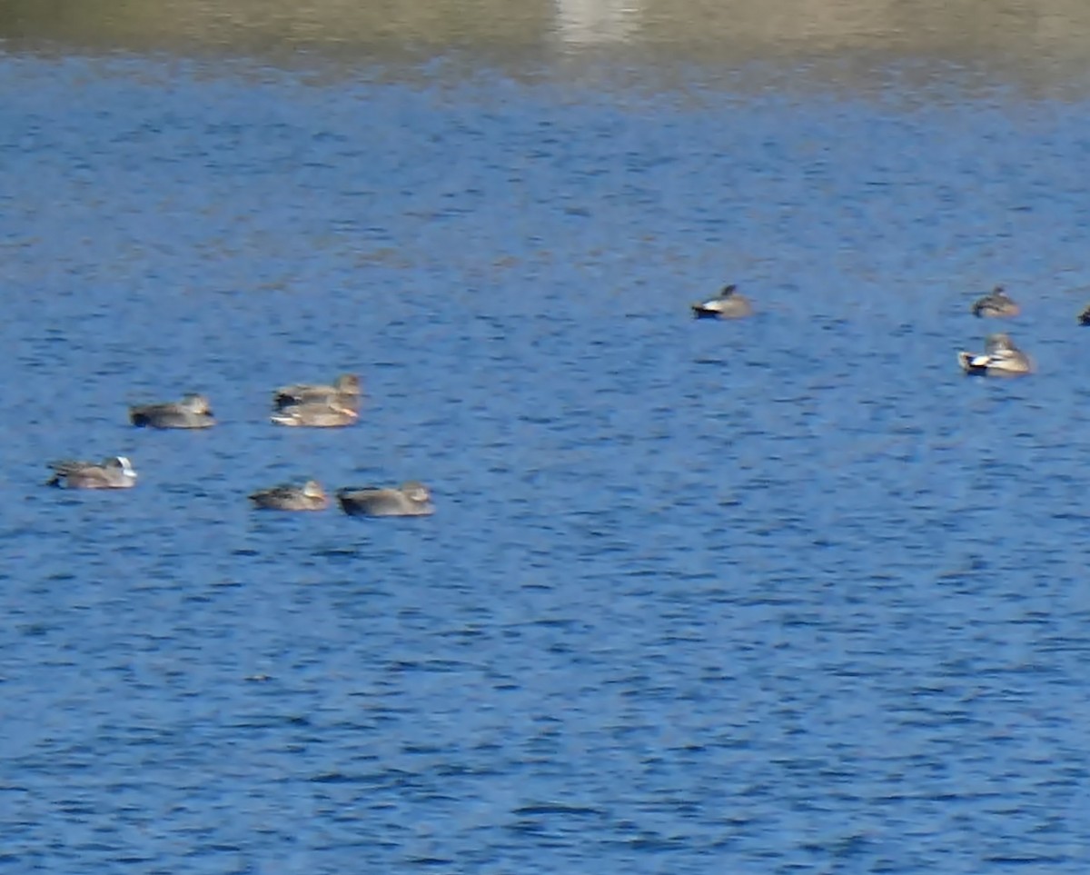 American Wigeon - ML316584411