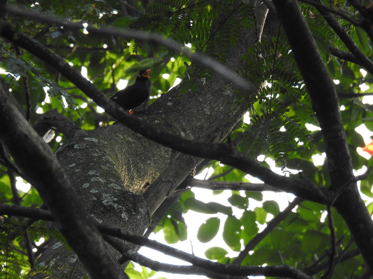 Southern Hill Myna - ML316585601