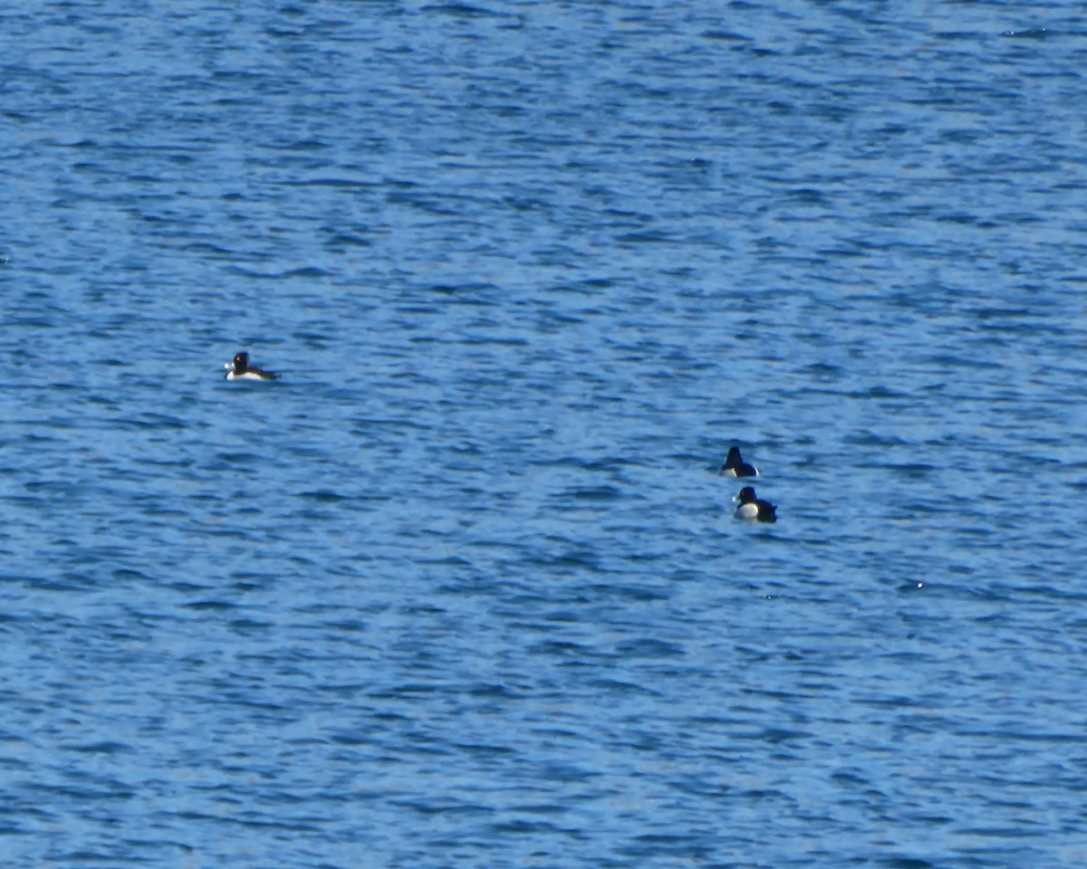 Ring-necked Duck - ML316585691