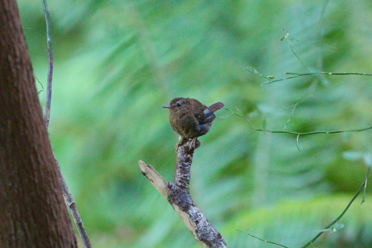 Pacific Wren - ML31658721