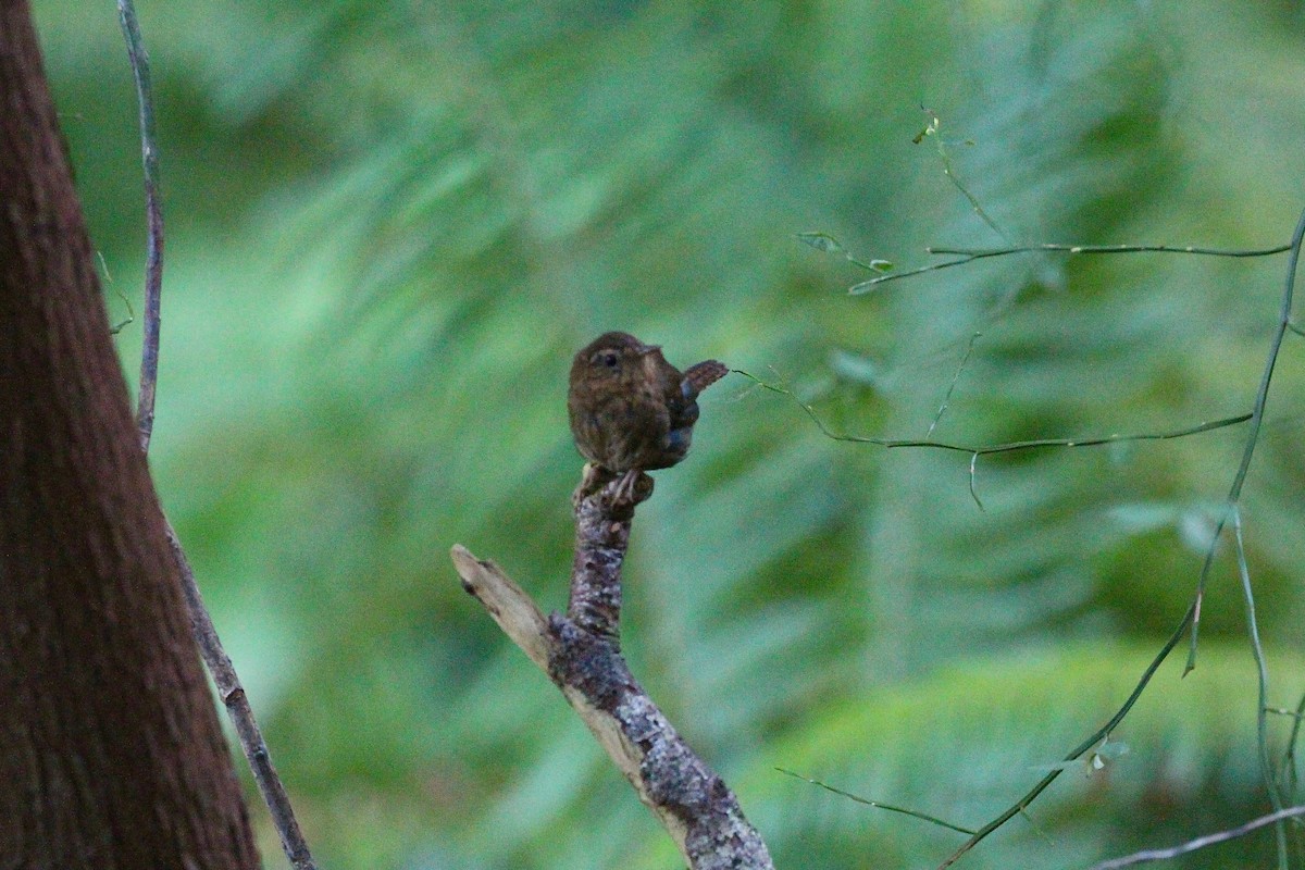 Pacific Wren - ML31658731