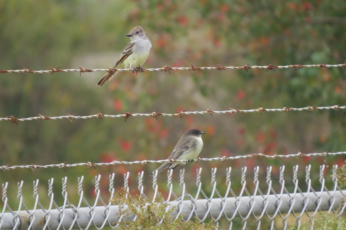 Ash-throated Flycatcher - ML31658781