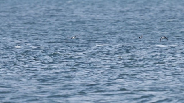 Гоголь зеленоголовий - ML316587911