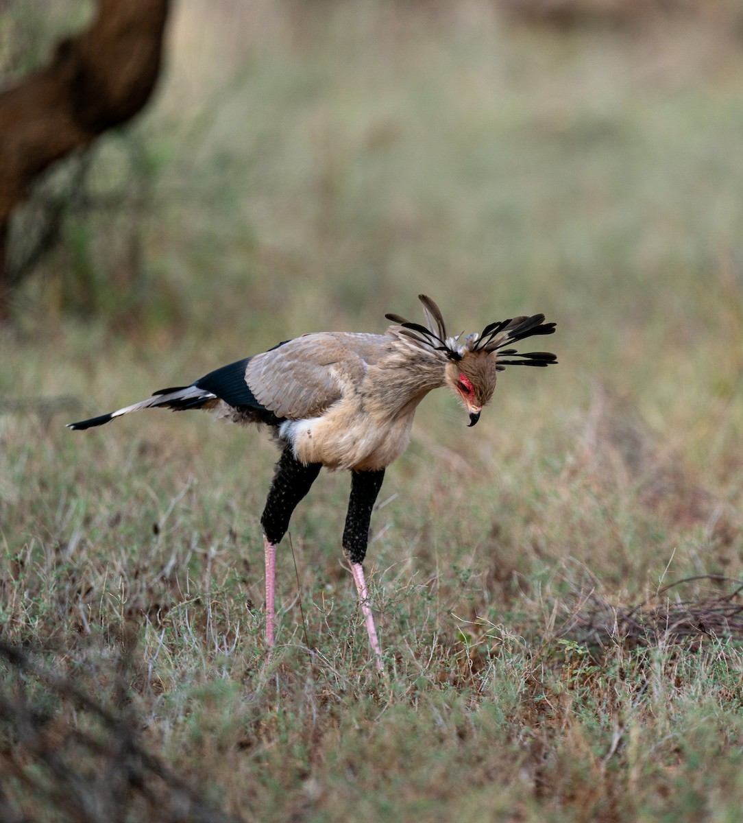 Secretarybird - ML316588351