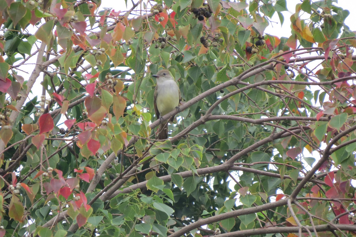 Ash-throated Flycatcher - ML31658861