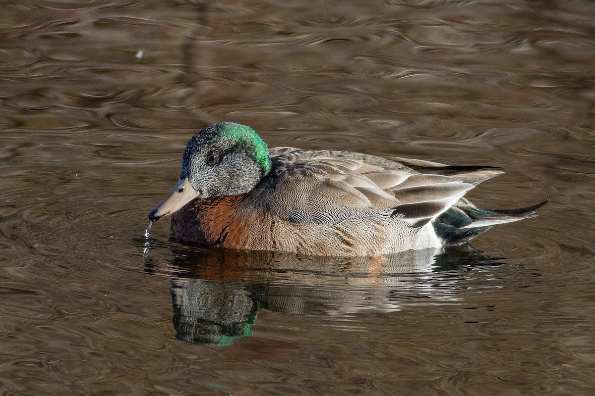 American Wigeon x Mallard (hybrid) - Nick Tepper