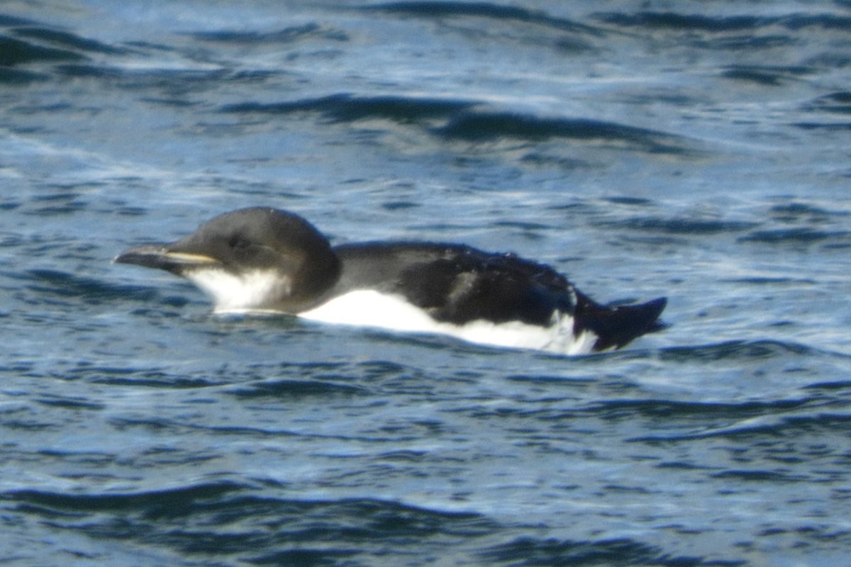 Thick-billed Murre - Sandi Keereweer