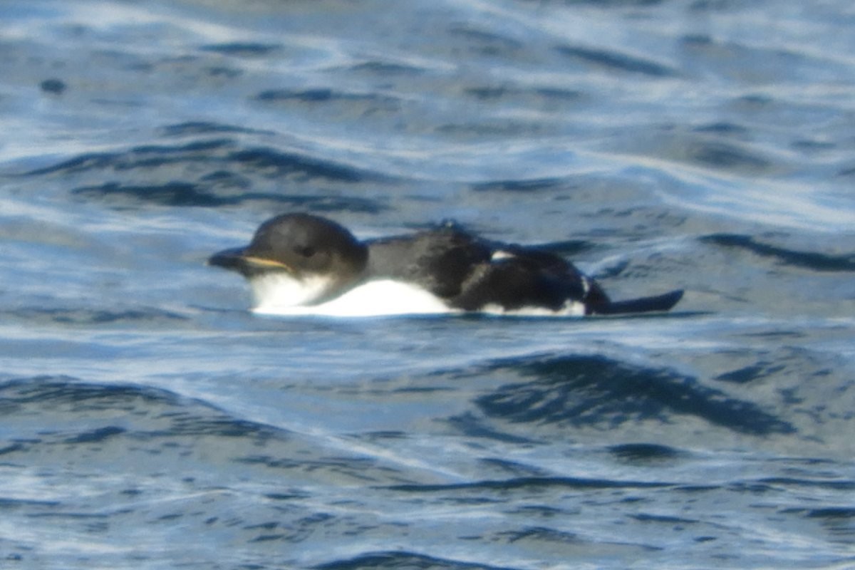 Thick-billed Murre - ML316589091