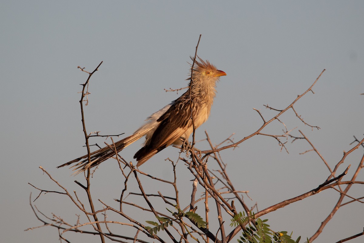 Guira Cuckoo - ML316590661