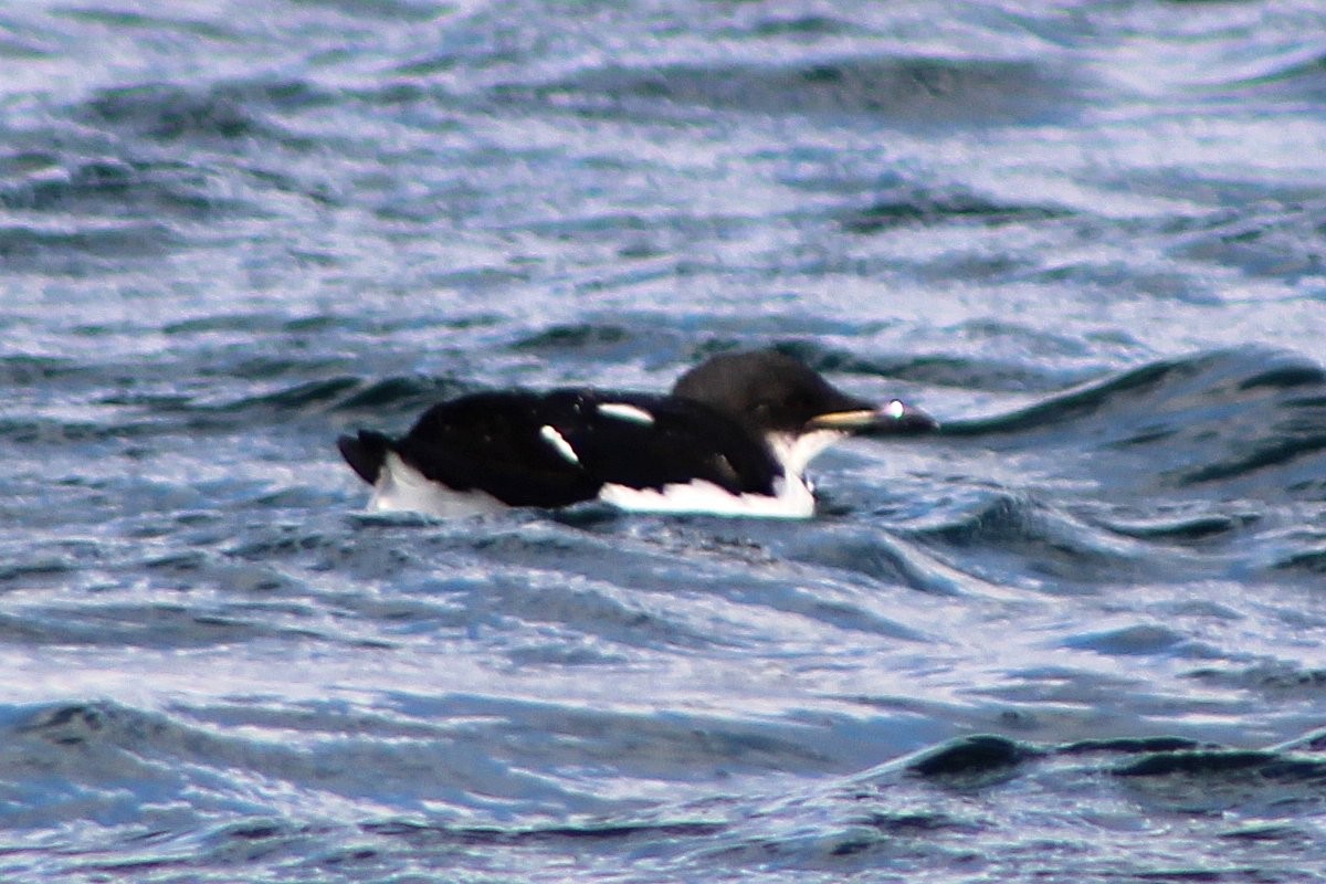 Thick-billed Murre - ML316591121