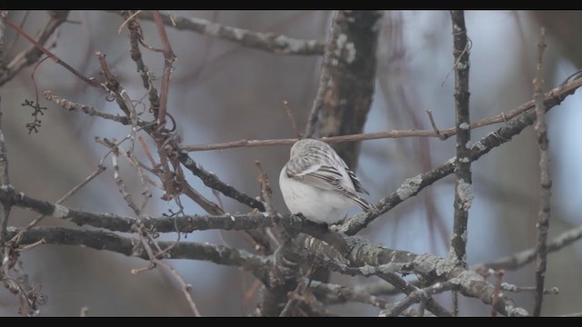 Hoary Redpoll - ML316592281