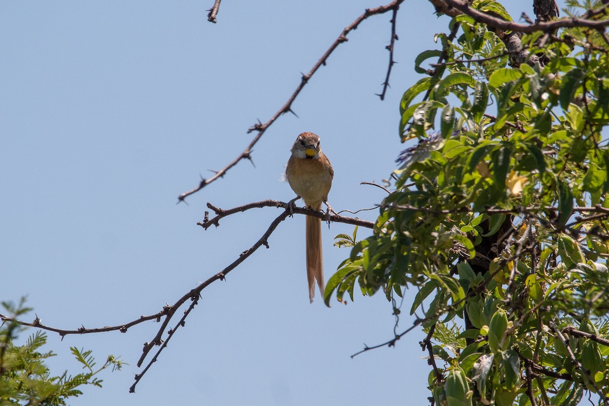 Chotoy Spinetail - ML316593141