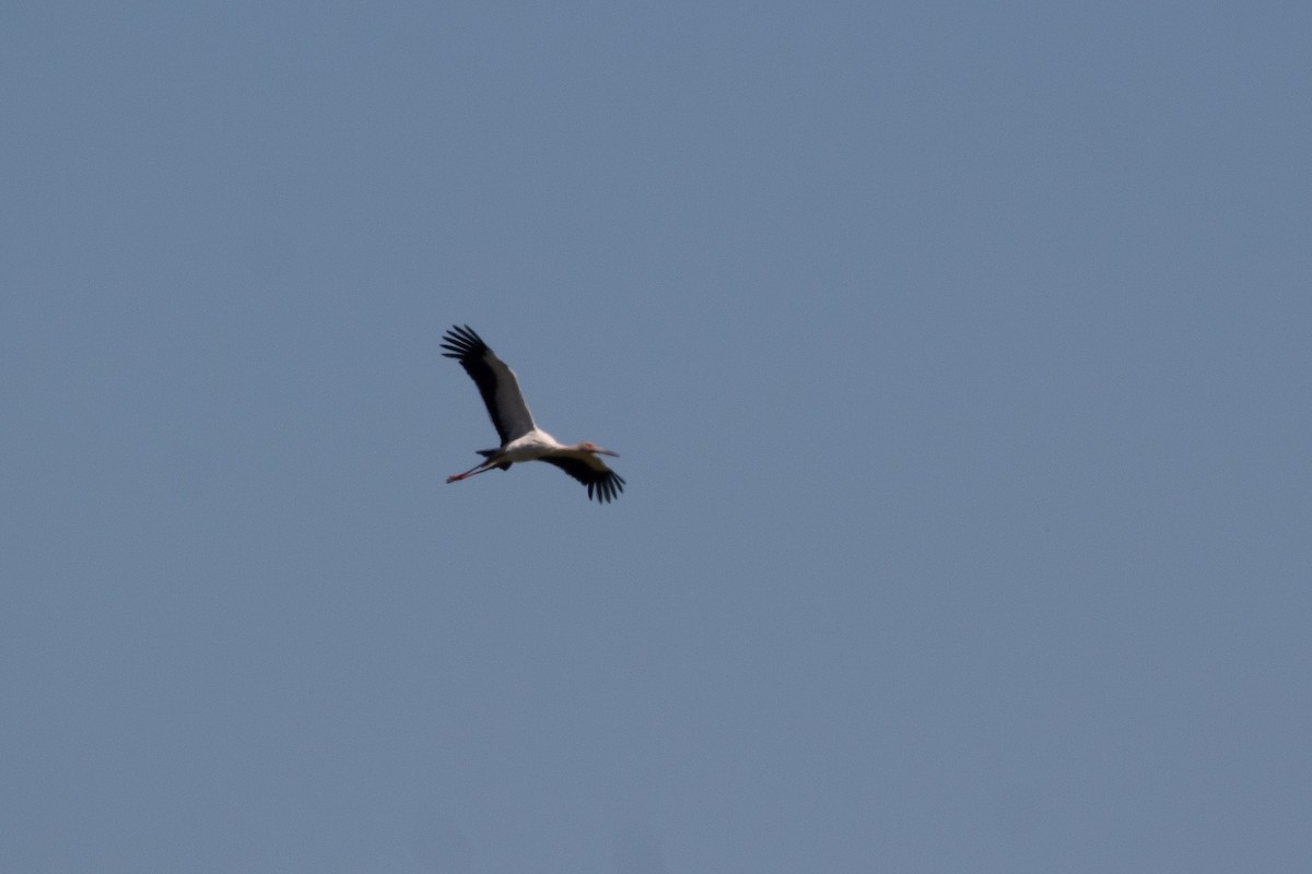 Maguari Stork - ML316593381