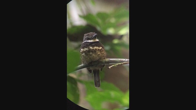 Sooty-capped Puffbird - ML316594511